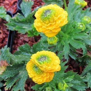 Ranunuculus constantinpolitanus Plenus p9 Turkisk Smörblomma
