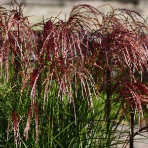 Miskanthus Sin. Red Cloude c10 Glansmiskantus