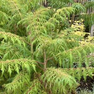 Rhus typhina Dissecta 80-100c10 Fliksumak