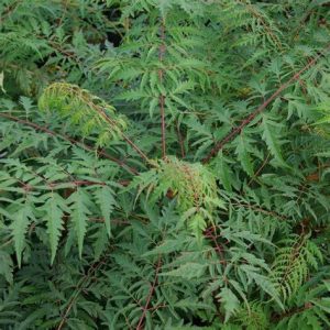 Rhus glabra Laciniata c5 Korallsumak