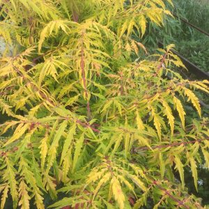 Rhus Tiger Eyes c3,5 Gulbladig Rönnsumak