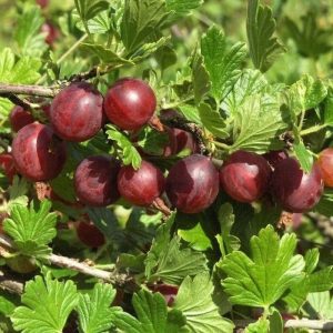 Ribes grossularia Ronja 3,5 Krusbär