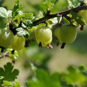Ribes grossularia Jacob co Krusbär