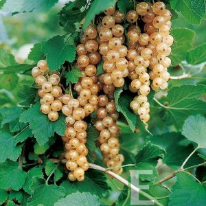 Ribes rubrum Vit Jätte c5 Vita Vinbär