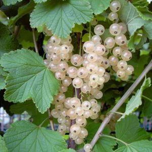 Ribes rubrum Weise versailer c5 Vita vinbär