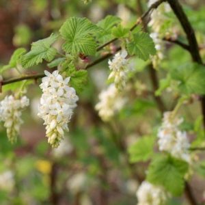 Ribes sanguineum  'White Icicle" 30-40c2 Rosenrips