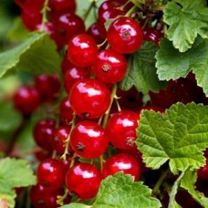 Ribes rubrum Rovada Co Röda Vinbär