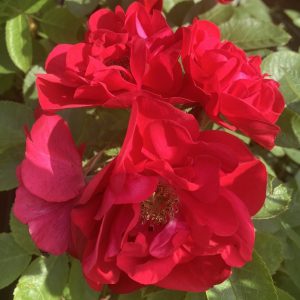 Rosa rugosa Hansaland c5 Rugosaros