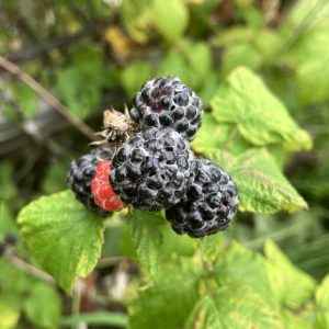 Rubus Black Jewel c3 Svarthallon