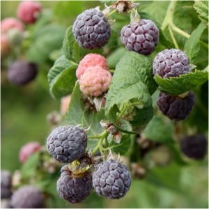 Rubus Glen Coe C2 Lila Hallon