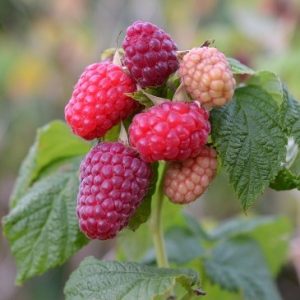 Rubus Preussen c2,5 Sommarhallon