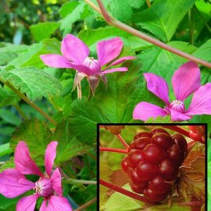 Rubus stellarcticus Anna p9 Allåkerbär