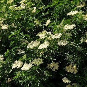 Sambucus nigra Spakarp co Äkta Fläder