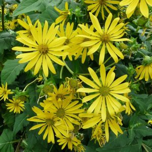 Silphium perfoliatum c1,5 Skålört