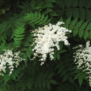 Sorbaria aitchizonii var. Angustifolia tomentosa c3 Indisk Rönn