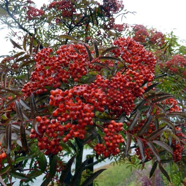Sorbus commixta Carmencita 80-100 c10 Japansk Rönn - Spakarps plantskola
