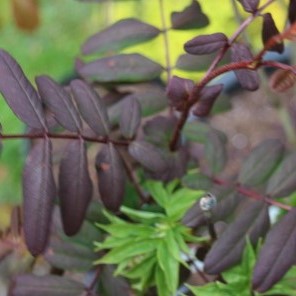 Sorbus gracilis 80-100 co Fingrenig Rönn - Spakarps plantskola