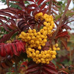 Sorbus Joseph Rock 250-300 co Ambrarönn