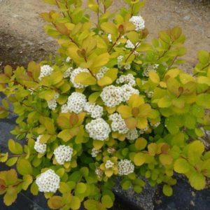 Spiraea Bet. Tor Gold c3 Björkspiraea