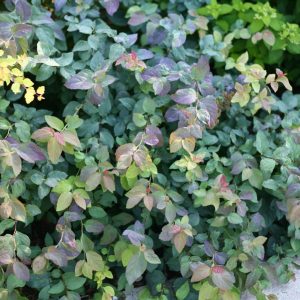 Spiraea Blue Kazoo c3