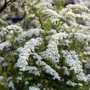 Spiraea x cinera Grefsheim co Norsk Brudpiraea