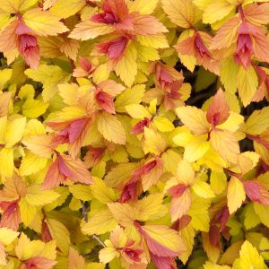 Spiraea Magic Carpet c3 Praktspiraea