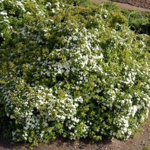Spiraea nip. Halwards Silver c3 Girlangspiraea