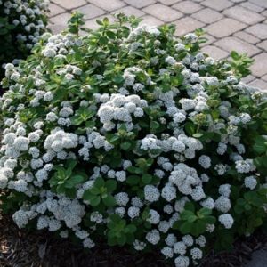 Spiraea bet. TOR Björkspiraea co