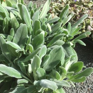 Stachys silver carpet p9 Lammöron