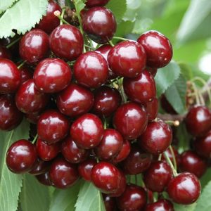 Prunus avium Stella 3-4 års krona Bigarrå