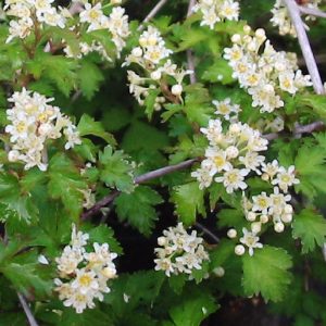 Stephanandra Incisa crispa c3,5 Liten Stefanandra