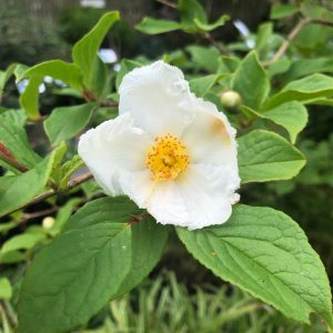 Stewartia Pseudocamelia 100-125 co Skenkamelia