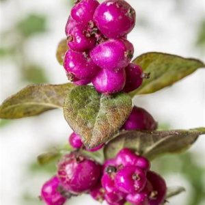 Symphoricarpus doorenbosii Magic Berry c3,5 Doorenbossnöbär