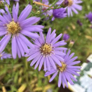Symphyotrichum cordifolius Little Carlow p9 Hjärtaster