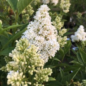 Syringa prestoniae Agnes Smith 60-100 c7,5  Prestonsyren