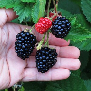 Rubus Triple Crown 150-175 co Björnbär