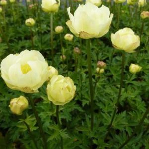 Trollius cultorum Alabaster p9