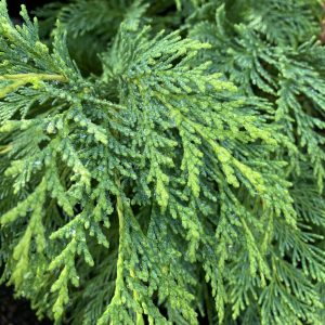 Chamaecyparis law. Sunkist 30-40 co Ädelcypress