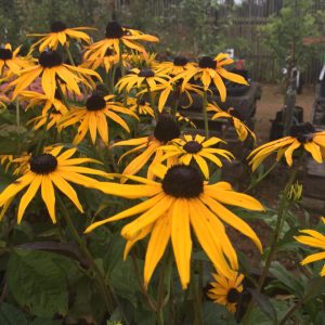 Rudbeckia fulgida Goldstrum p9 Strålrudbeckia