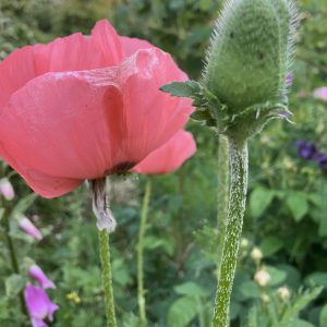 Papaver orientale princess Viktoria Louise c2 Jättevallmo