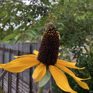 Rudbeckia maxima p15 Jätterudbeckia