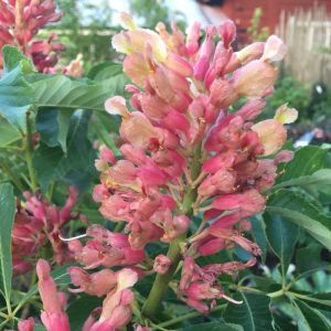 Aesculus pavia Koehneii 25-30 co