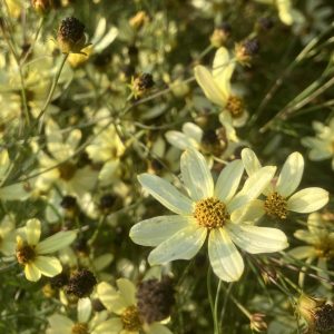 Coreopsis Moonbeam c3,5 Höstöga