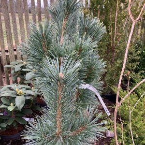 Pinus flexilis Vandelwolfs Pyramid 80-100 c12 Blåtall