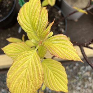 Cornus alternifolia Golden Bullion 50-60 co Amerikansk Pagodkornell