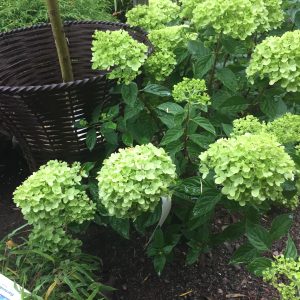 Hydrangea paniculata Limelight stam 120 Vipphortensia på stam