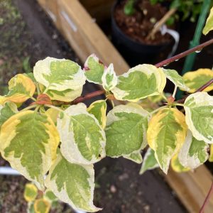 Cornus alternifolia Golden Shadow 50-60 co Amerikansk Pagodkornell