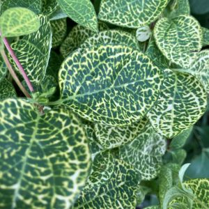 Lonicera japonica Aureoreticulata C2 Nätslingertry