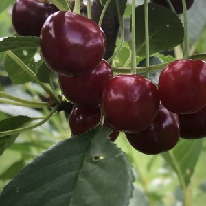 Prunus cerasus Chokladnajja busk c10 Chokladkörsbär