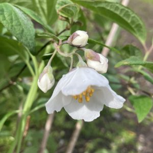 Philadelphus delawayaii var. melanocalyx C3,5 Kinesisk Doftscher